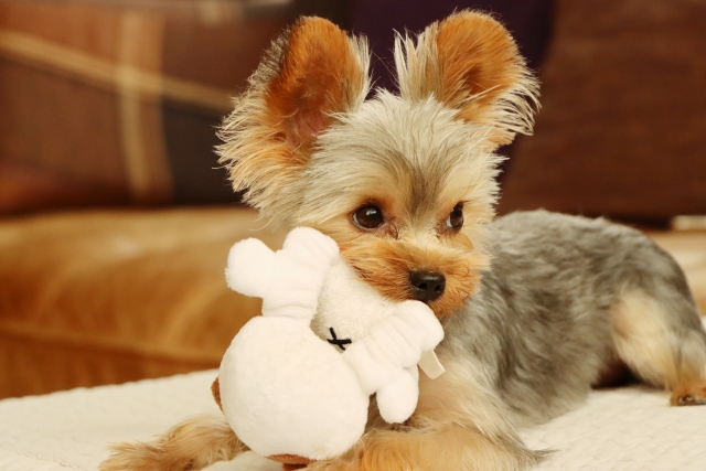 エアコンの下で涼んでいる犬